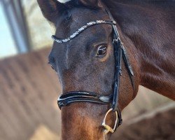 broodmare Cera 82 (Holsteiner, 2009, from Clarimo Ask)