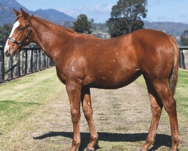 horse Stute von Justify xx (Thoroughbred, 2020, from Justify xx)