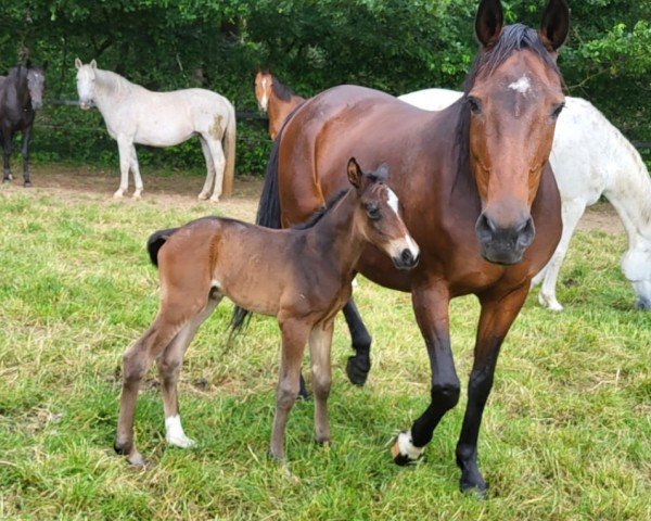 horse Ella Edelherb (Hanoverian, 2024, from Edward 28)