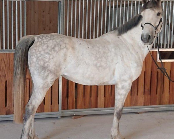 broodmare Fee R (Holsteiner, 2013, from Centurion 13)