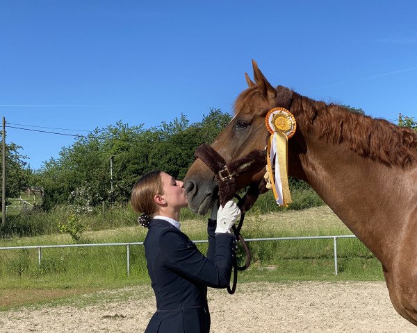dressage horse Brunotti (Hanoverian, 2004, from Brentano II)