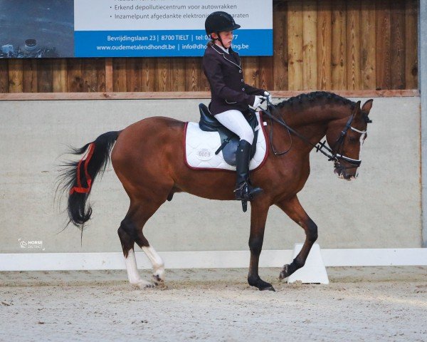 horse O'COOL VAN HET HOFEINDE (Belgian Riding Pony, 2010, from Calipso van de Vondelhoeve)