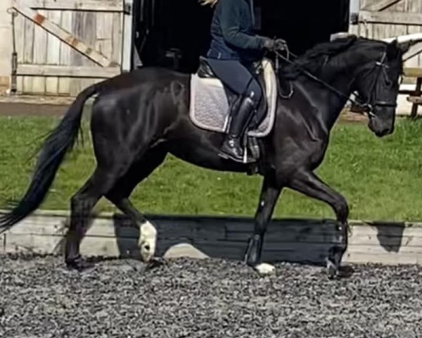 Pferd Larkshill Briliance (Oldenburger, 2020, von Jameson RS2)
