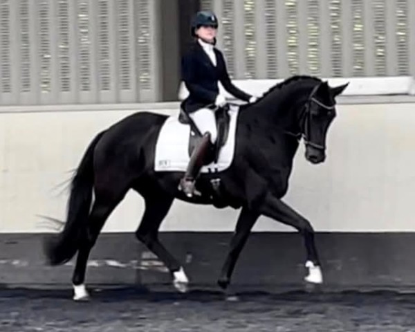 horse Larkshill Nobelle (KWPN (Royal Dutch Sporthorse), 2018, from Desperado)