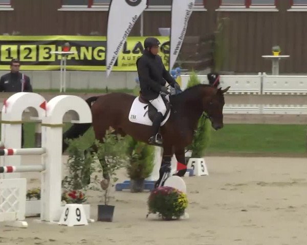 Reitturnier Linkenheim-Hochstetten 2013