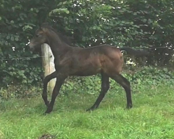 horse Atlantus (unknown, 2021, from Aviador)