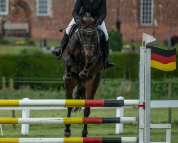 jumper Florenzia 19 (Hanoverian, 2017, from Florenz 71)