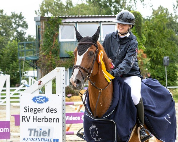 jumper Hour (Belgian Warmblood, 2010, from Echo van het Spieveld) jumper Hour (Belgian Warmblood, 2010, from Echo van het Spieveld)