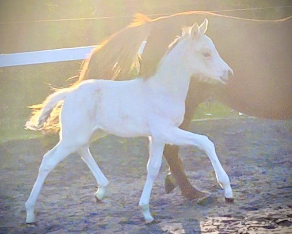 horse Heiligenbergs Good as Gold (German Riding Pony, 2023, from Gold Garant)