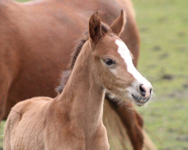 horse Heiligenbergs Cumberbatch (German Riding Pony, 2024, from FS Clarimo)