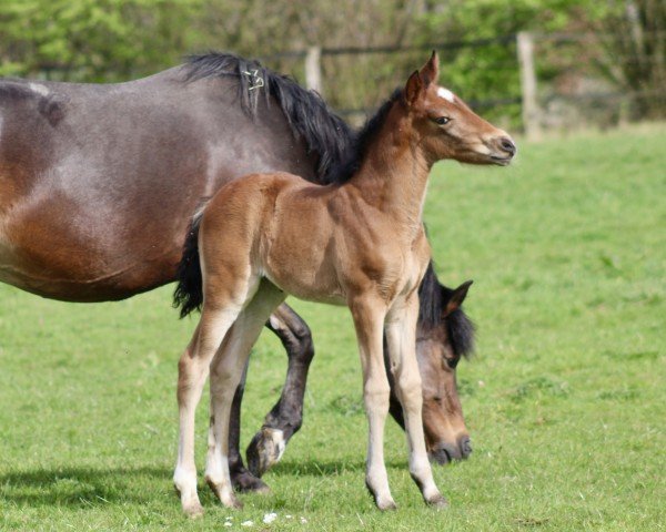 horse Heiligenbergs Cookie Brown (German Riding Pony, 2024, from Heiligenbergs Karl der Große)