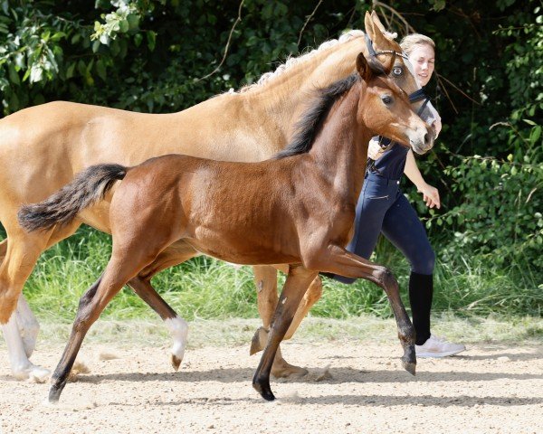 horse CSI:Heiligenberg (German Riding Pony,  , from Fs Cyberspace)