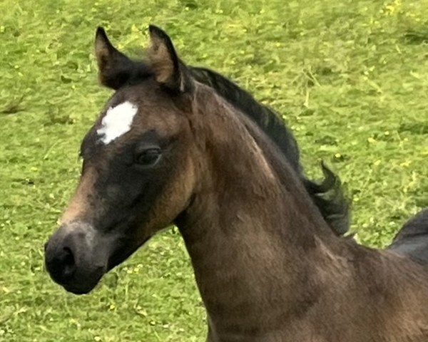 horse Heiligenbergs White Dollar (German Riding Pony, 2024, from Heiligenbergs Karl der Große)