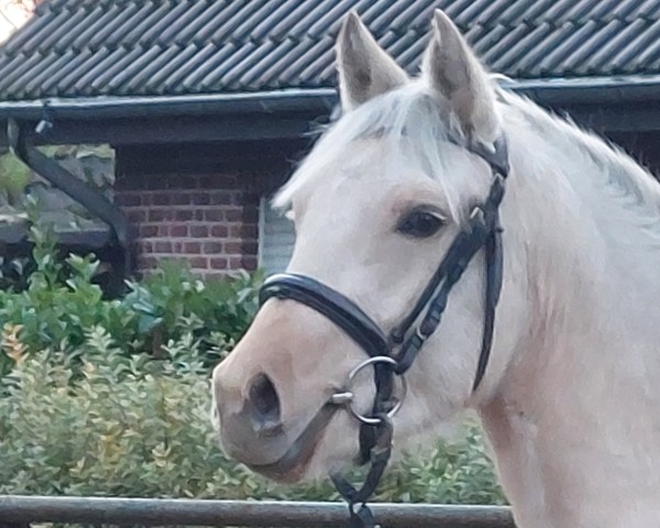 horse Dirty Diana (German Riding Pony, 2021, from Donnertraum 2)