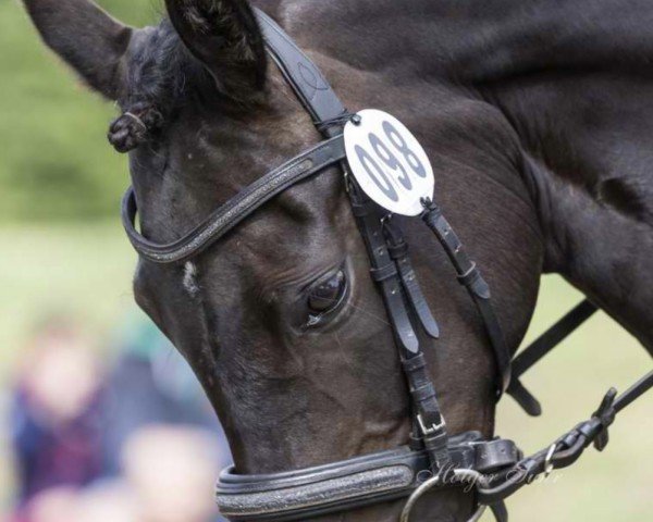 horse Rosentals Amazing Grace (German Riding Pony,  , from Proud Rocketti)