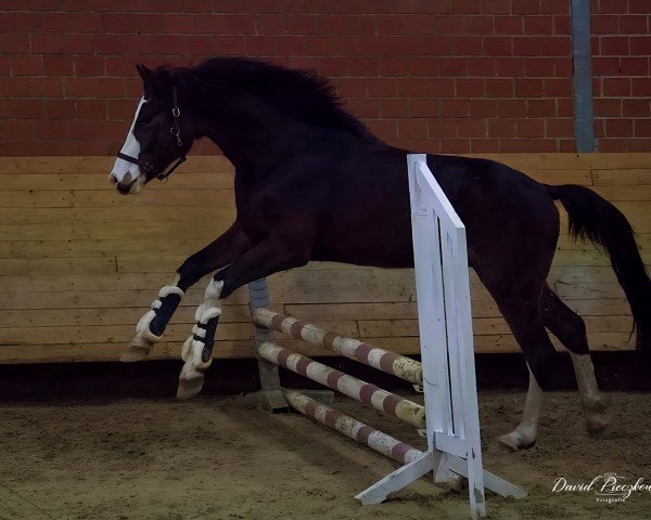 horse Geronimo Gold (Westphalian, 2022, from Galileo Gold)
