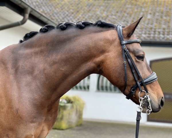 Pferd KVZ Instertanz (Trakehner, 2015, von Insterburg TSF)