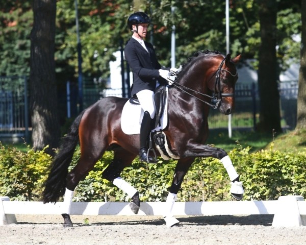 horse Magic Boy (KWPN (Royal Dutch Sporthorse), 2017, from Fürstenball)