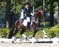Pferd Magic Boy (KWPN (Niederländisches Warmblut), 2017, von Fürstenball)