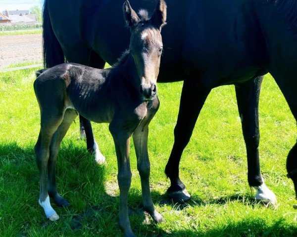 Pferd Whats's Love Van Het Reigershof (Belgisches Warmblut, 2022, von Be Sure FRH)