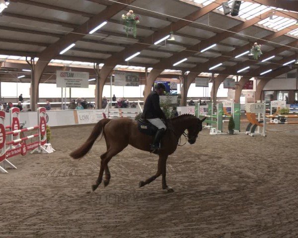 Reitturnier Barlo-Bocholt 2025