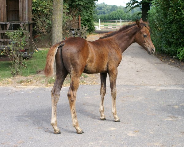 horse Caruso (Westphalian, 2021, from Come To Alice)