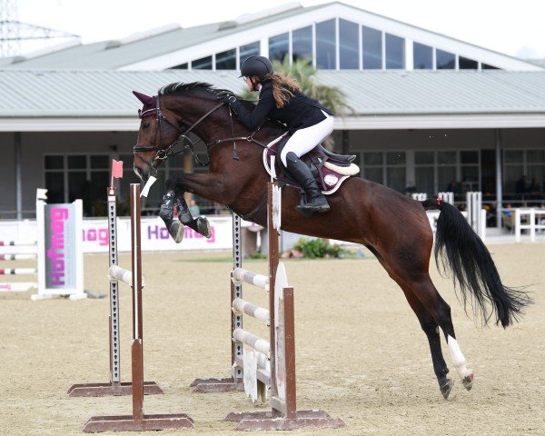 jumper Victoria Secret 3 (Hanoverian, 2011, from Victorio 5)