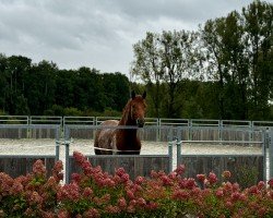 horse Masterpiece S (Oldenburg, 2020, from Maracana)
