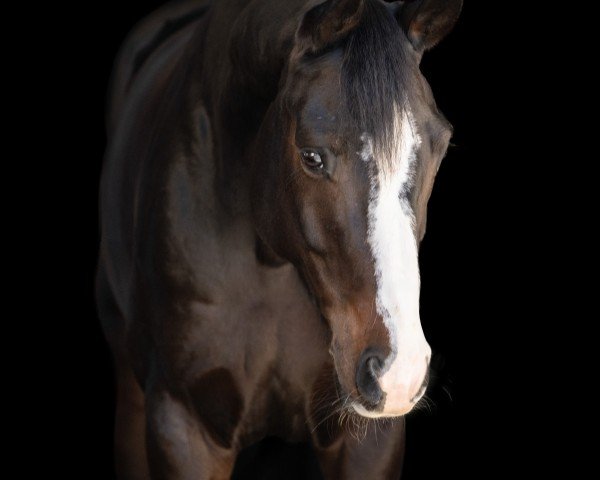 Dressurpferd Fiora 28 (Hannoveraner, 2016, von Fürstenhof)