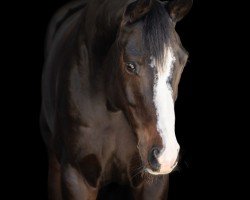 dressage horse Fiora 28 (Hanoverian, 2016, from Fürstenhof)