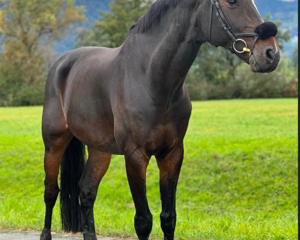 jumper Darwin C (Hanoverian, 2011, from Diarado) jumper Darwin C (Hanoverian, 2011, from Diarado)