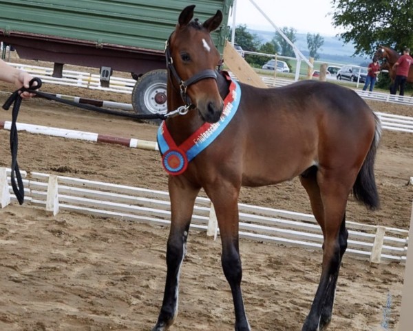 horse Casiro Grande (German Sport Horse, 2019, from Casino Grande)