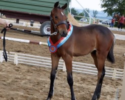 horse Casiro Grande (German Sport Horse, 2019, from Casino Grande)