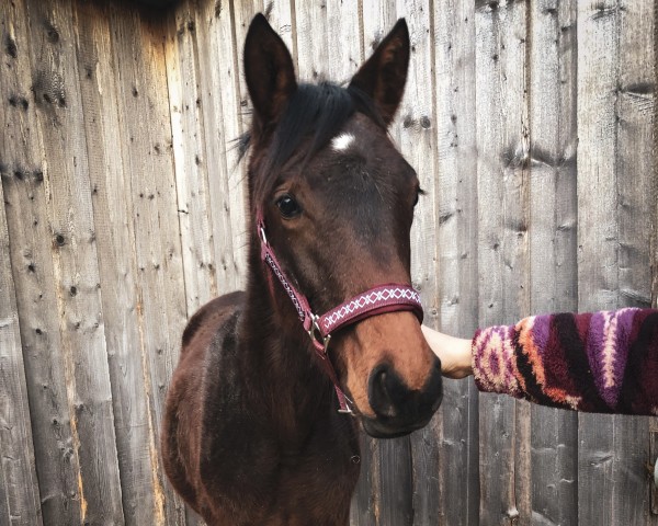 horse Ringelblümchen (Trakehner, 2024, from Königsmarck)