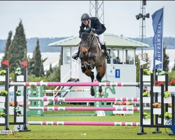 Springpferd Dorothy 9 (Deutsches Sportpferd, 2015, von Tailormade's Diarado's Boy 256 FIN)