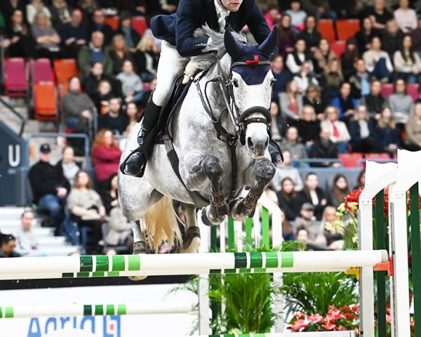 jumper Shape of You (Swedish Warmblood, 2017, from Gisborne VDL)