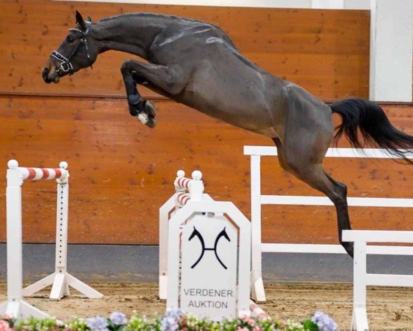 horse Calea (Hanoverian, 2021, from Carridam)