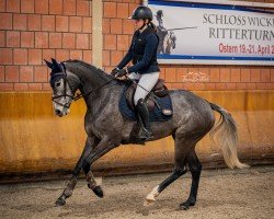 Springpferd Unique van de Witte Barier (Großbritannien Warmblut, 2020, von Jarrera)