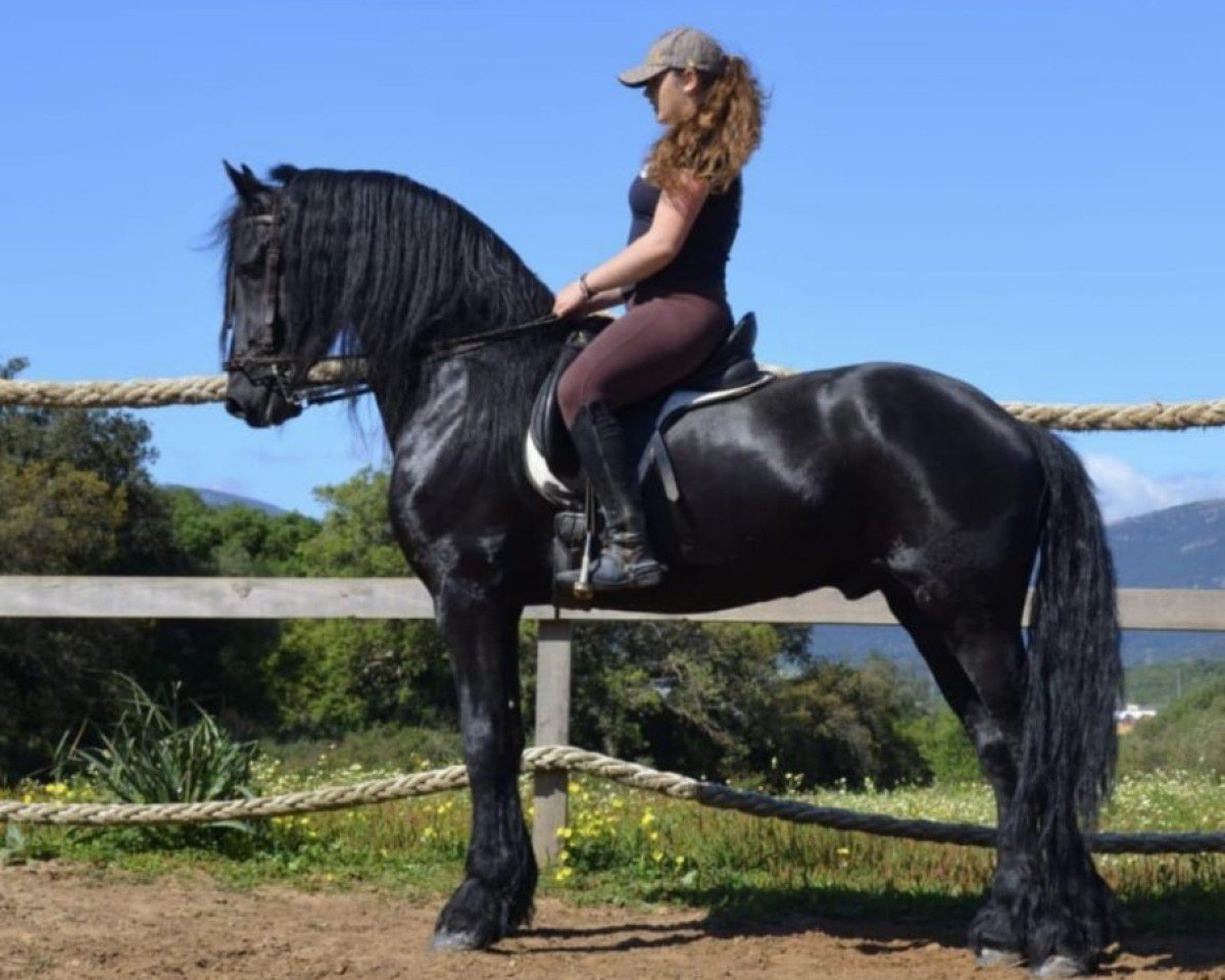 Cherie 199: Cheval de Dressage, Pedigree, Résultats