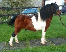 Deckhengst Parlington Foxy (Shetland Pony (unter 87 cm), 1992, von Parlington Peregrine)