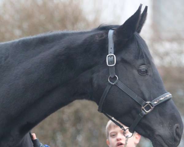 horse Santana (Hanoverian, 2016, from San Amour I)