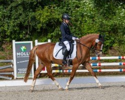 dressage horse Bliksem 7 (unknown, 2012)
