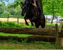 jumper Macu Murphy IT (German Riding Pony, 2016, from Magic Cornflakes)