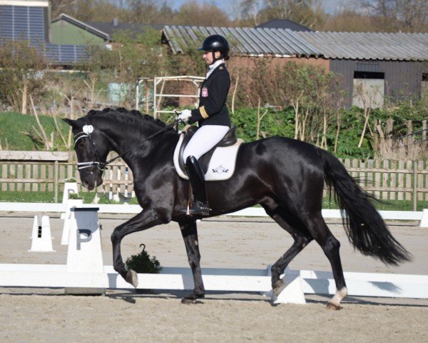 stallion Sezuro (Oldenburg, 2020, from Sezuan)