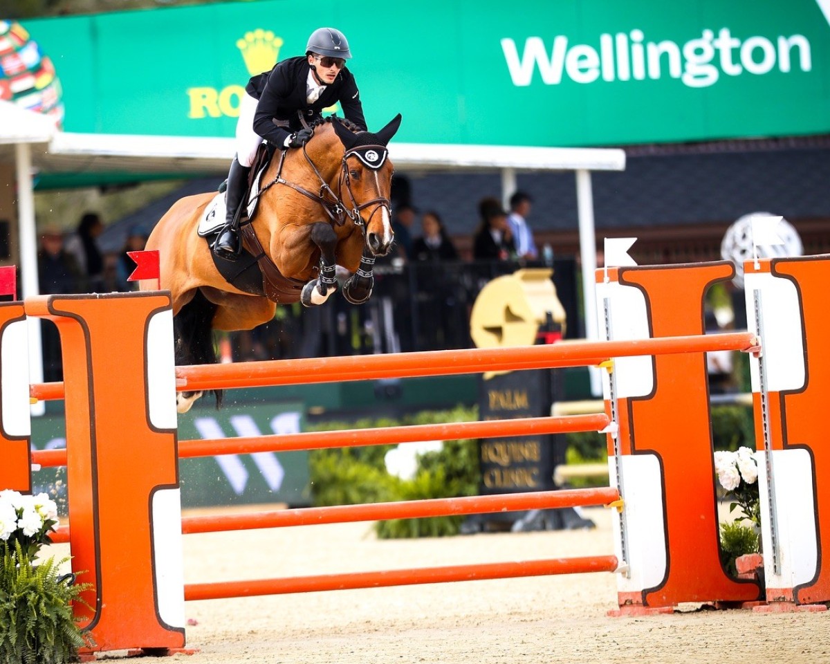 stallion S&l Maracana (Sella Italiano, 2014, from Lucky du Reverdy)