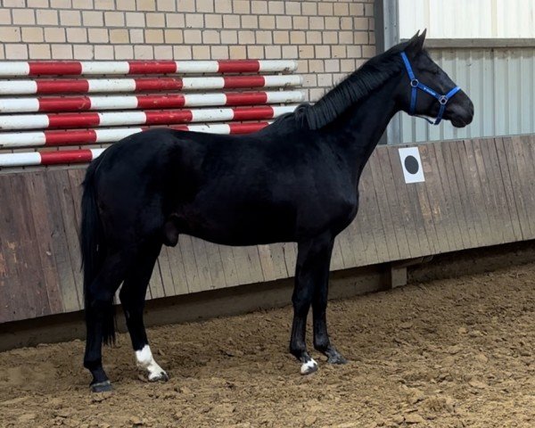horse Secret’s Black Beauty (Hanoverian, 2022, from Secret)
