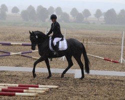 Springpferd Nikodemos (Deutsches Sportpferd, 2020, von Napoleon 503)