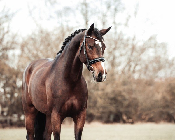 dressage horse Kunanda (KWPN (Royal Dutch Sporthorse), 2015)