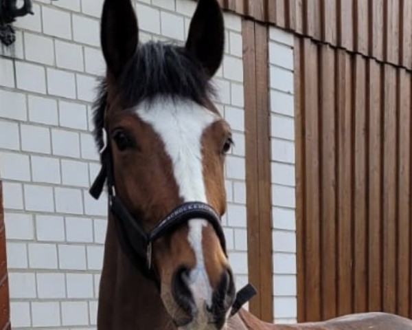 horse Zoomi (Westphalian, 2020, from Zoom)
