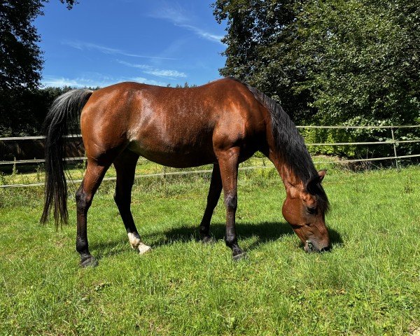 horse Nadiera (Arabian purebred, 2010, from Zahron ox)